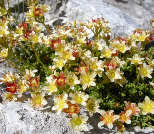 Saxifraga exarata subsp. ampullacea /  Sassifraga del Gran Sasso